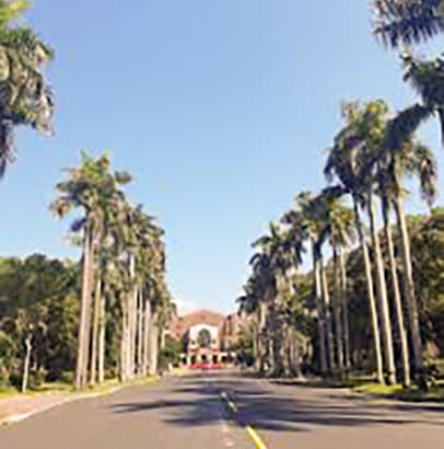椰林大道